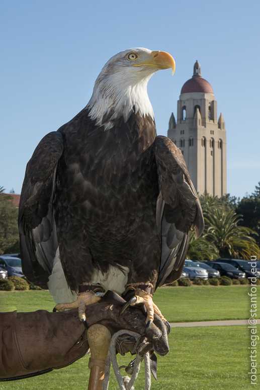 bald eagle